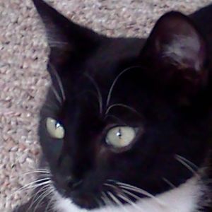 Meet your Posher, Penny